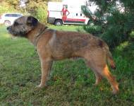 Woody Lovec z Dračína