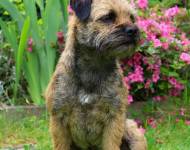 Barnaby zpod Chlumských hájů