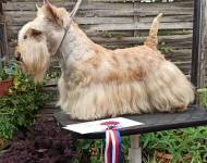 Glengracie Mr Farenheit