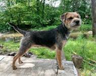 Klub chovatelů teriérů