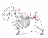 páteř psa a možné lokalizace přechodového obratle