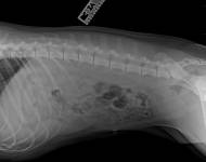 Klub chovatelů teriérů