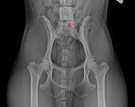 typ 3 u sedmiletého křížence