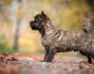 Camster Cairn's Partner in Crime