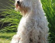 Devil Wears Prada Kní-York