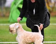 Flare Kní -York z Tržiště