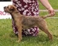 Amytis Bohemia Borga