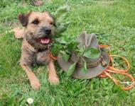 Amytis Bohemia Borga