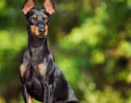 Azzaro Candys Bohemica