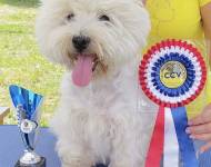 Christy Klatovský karafiát