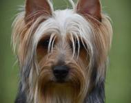 Idole Aura Silk of Bohemia