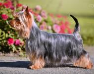 Ricochet Time Stands Still