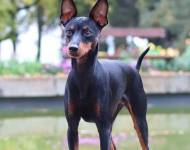 Stonemeadow’s Forget Me Not