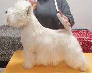 Hendrix Bílý Hurricane