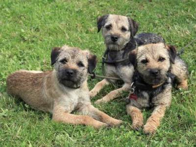Nové onemocnění border teriérů