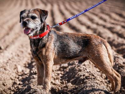 Border teriér na Mistrovství světa IRO