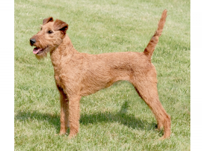 Cystinurie u irských teriérů