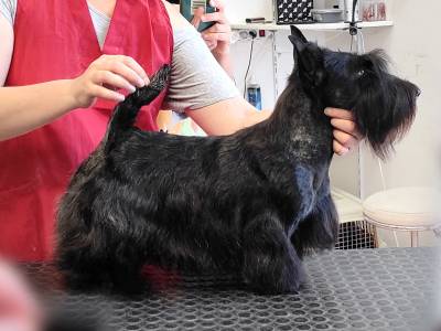 Berenika Ola Terraneola