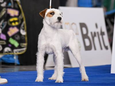 Nesquik Kutcher - Chan