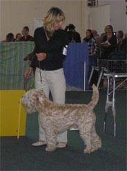 Cerry Wheaten Darling