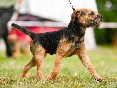 Irton ze Stružského dvora