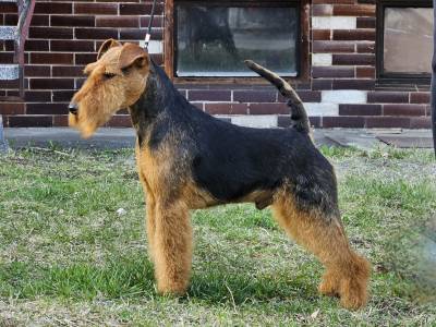 Extrem od Guvernéra