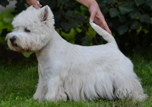 Albert od Hošťálky