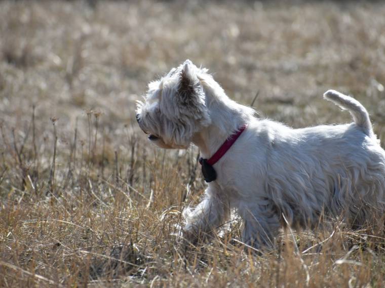 Comet Lights-Up Blataj