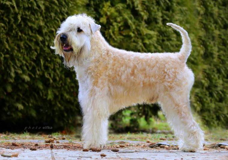 Jasper Kyd Jacobson Wanton Buddy's