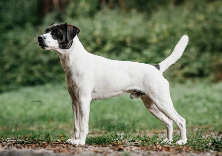 Homeward Hawkeye Black Bubble