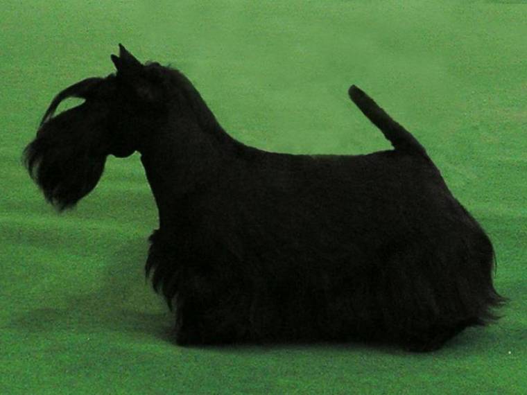 Ivanka z Klicperova Chlumce