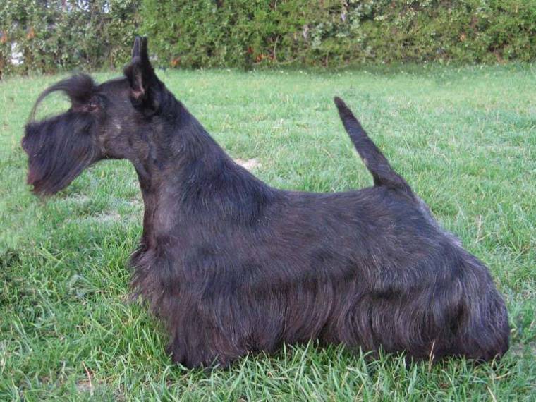 Baryla Bohemia La-Da