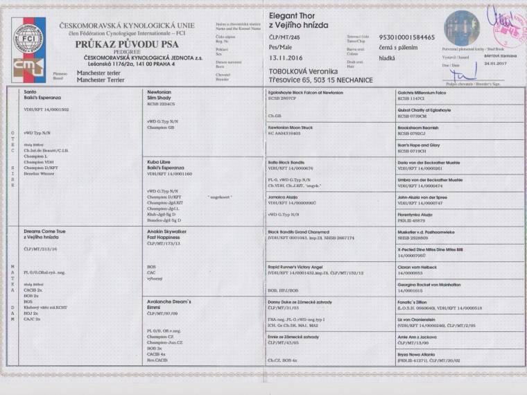 Elegant Thor z Vejřího hnízda