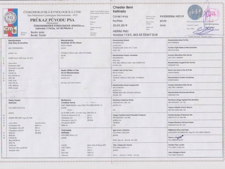 Chester Beni Ketinela