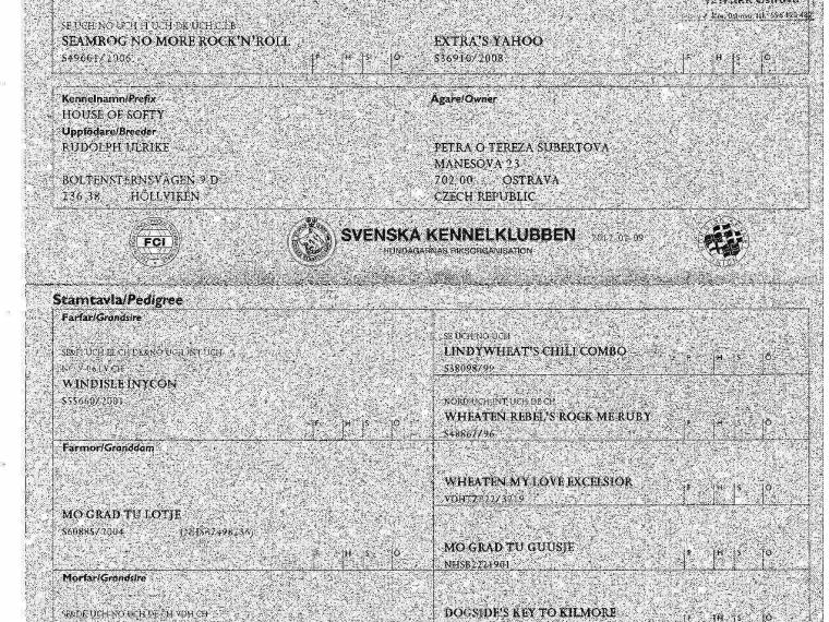 House of Softy Orlando