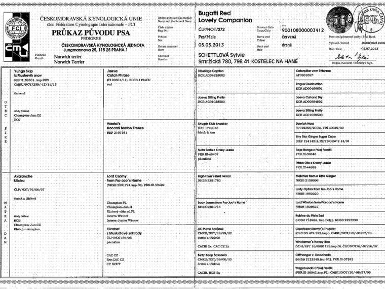 Bugatti Red Lovely Companion