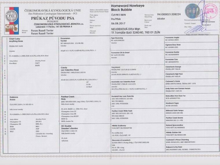 Homeward Hawkeye Black Bubble