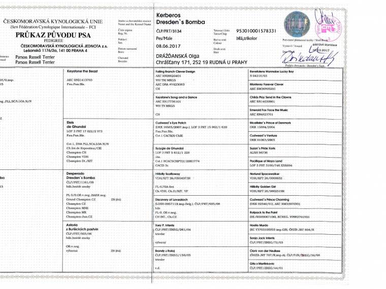 Kerberos Dresden's Bomba