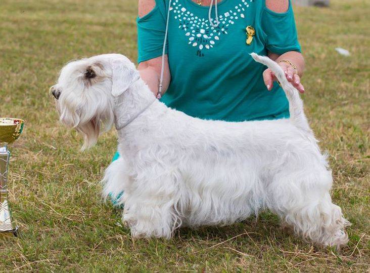 Glory Star Reggaedog