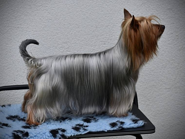 Fleur Fatale Silk of Bohemia