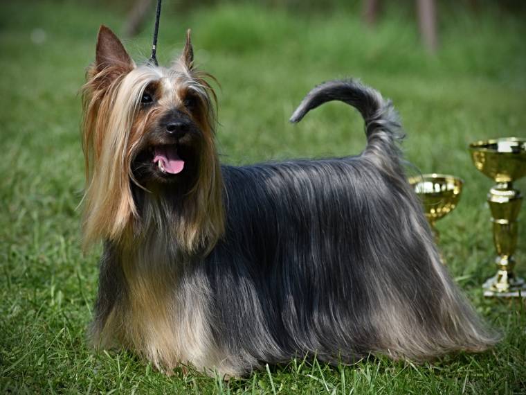 Dress Code Silk of Bohemia