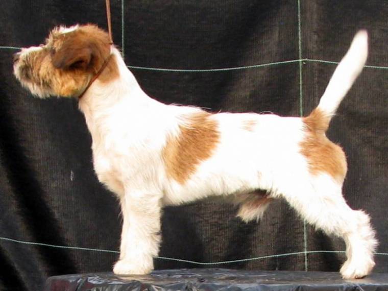 Guru del Oncetartessos