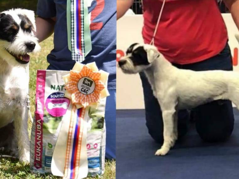 Appeper Beatific Beast