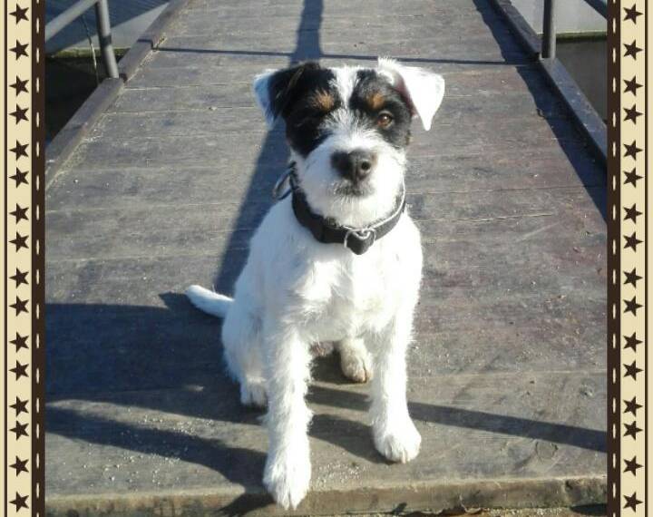 Appeper Beatific Beast