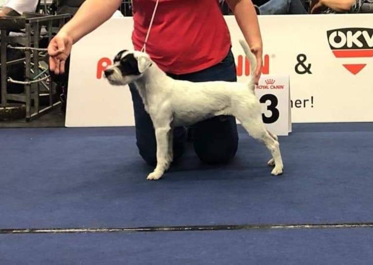 Appeper Beatific Beast