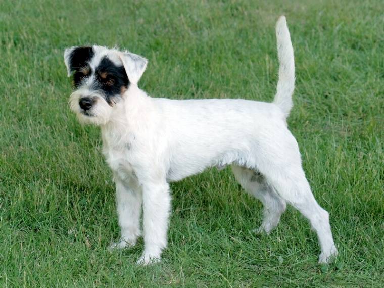 Appeper Beatific Beast