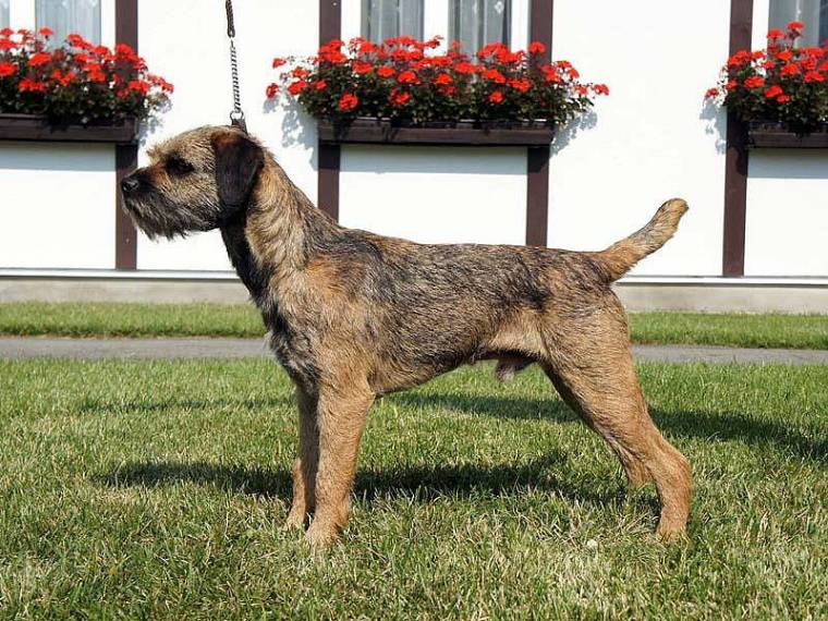 Quirin z Bukovských lesů