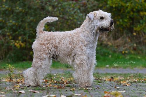 Jasper Kyd Jacobson Wanton Buddy's