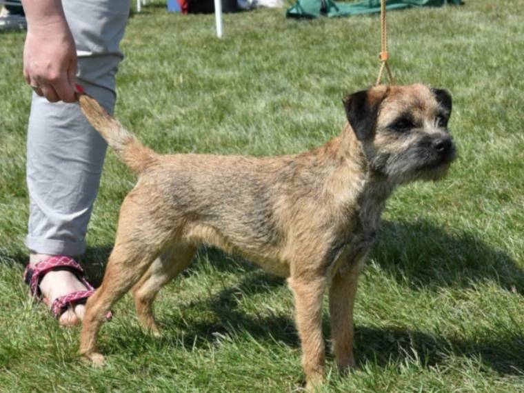 Hilarious Heartsease Kuburumba