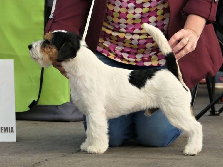 Pink Floyd Via Heraltisz